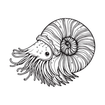 recommend clip art: Line art of nautilus cartoon vector 