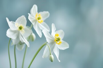 Obraz premium Serene white narcissus flowers in soft focus background