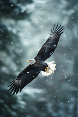 Fototapeta premium Majestic bald eagle soaring through snowy forest