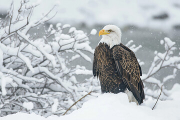 Majestic bald eagle perched on snow covered ground in winter wonderland