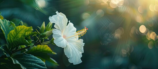 A beautiful white hibiscus at Devka Amusement Park, Daman, Gujarat . Copy space image. Place for adding text or design
