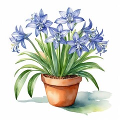 Blue Agapanthus in a Terracotta Pot.