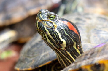 Portrait of a turtle in a pond