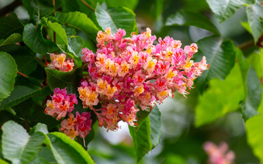 Red chestnut flowers on a tree in spring