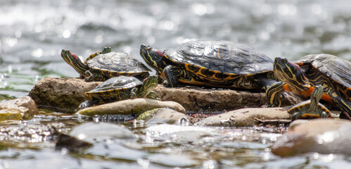 A flock of turtles in a pond in the park