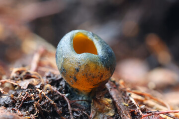 Caloscypha fulgens, known as the spring orange peel fungus, golden cup, or dazzling cup, wild mushroom from Finland
