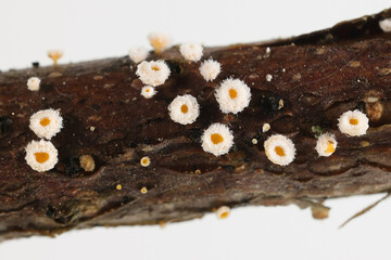 Lachnum bicolor, also called Capitotricha bicolor, a dsicomycete from Finland, no common English name