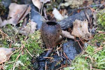 Urnula craterium, commonly known as the devil's urn or the gray urn, cup fungus from Finland