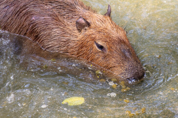 Capybaras swim in the water in nature