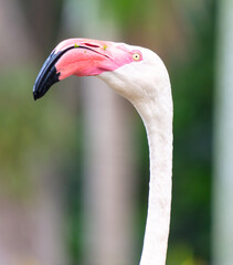 Fototapeta premium Portrait of a pink flamingo in the park