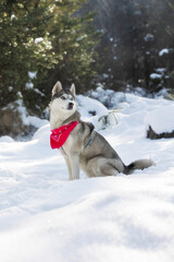 Husky dog with red scarf sitting in snow close-up