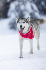 Siberian Husky dog walking, winter forest