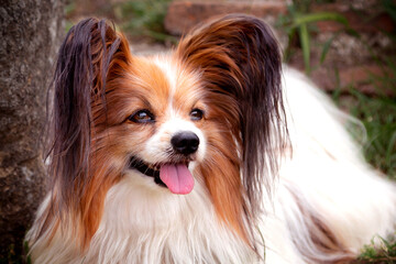 Portrait of papillon purebreed dog