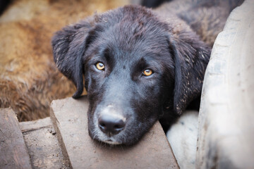 Dog with sad eyes in shelter for adoption