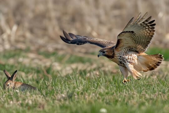 Red-tailed hawk hunting rabbit in tall grass