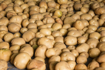 Fresh potatoes on the farm.