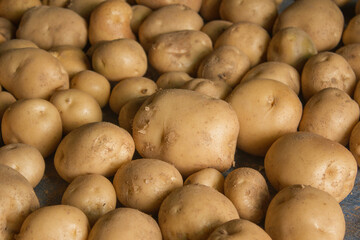 Fresh potatoes on the farm.