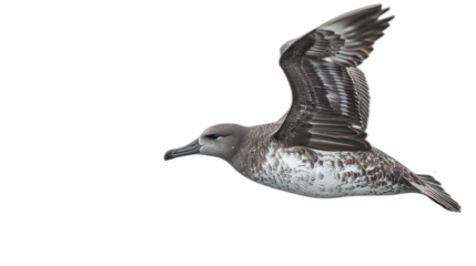 A gray-headed albatross bird in flight with its wings spread wide, captured on a transparent background