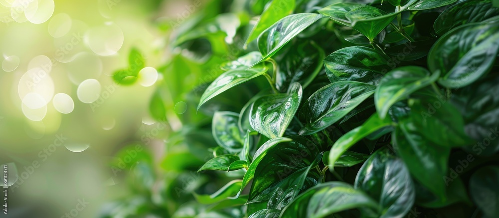Canvas Prints a very beautiful decorating green plant. copy space image. place for adding text and design