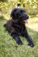 Black dog puppy lying down on grass