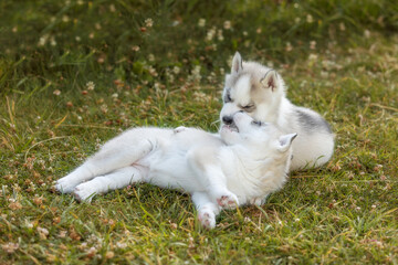 Siberian Husky dog puppies play outdoors