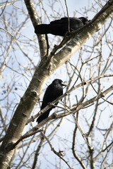 Obraz premium Two eurasian rooks (Corvus frugilegus) perched on tree branch. Bird, animal. Ornithology.
