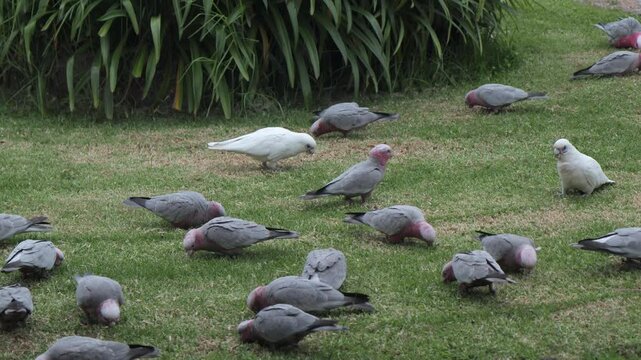 Two Corella Birds With Lots Of Galahs In Garden Australia Maffra Gippsland Victoria
