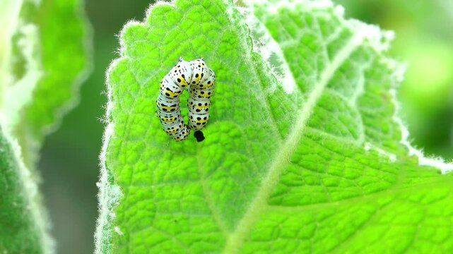 Colourful mullein moth caterpillar curled and uncurled on a mullein leaf.