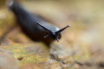 Close up and macro shot of a black slug on a piece of wood in the forest