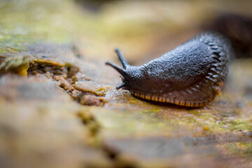 Close up and macro shot of a black slug on a piece of wood in the forest
