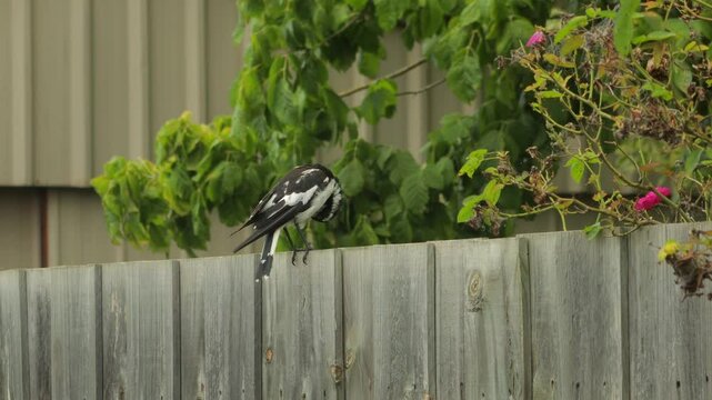 Mudlark Bird On Fence Grooming Cleaning Its Feathers Australia Maffra Gippsland Victoria Medium Shot Daytime