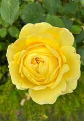 Beautiful english roses in pink, yellow and orange in a garden setting with arbors and surrounding plants.