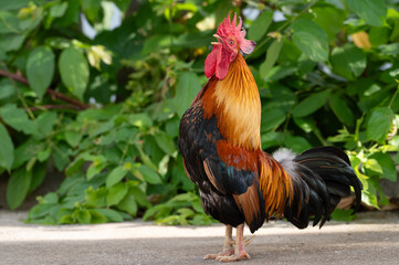 rooster is crowing cock-a-doodle-doo.Selective focus.
