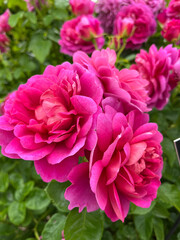 Beautiful english roses in pink, yellow and orange in a garden setting with arbors and surrounding plants.