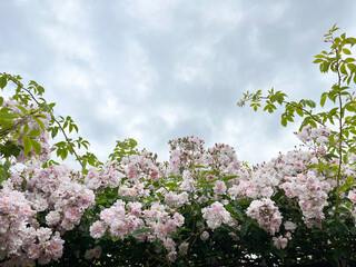 Beautiful english roses in pink, yellow and orange in a garden setting with arbors and surrounding...