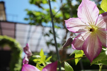 Fototapete bei efototapeten.de bestellen   