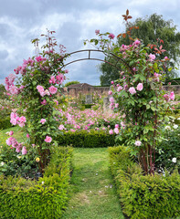Beautiful english roses in pink, yellow and orange in a garden setting with arbors and surrounding plants.