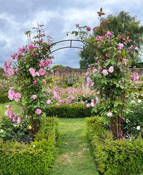 Beautiful english roses in pink, yellow and orange in a garden setting with arbors and surrounding plants.