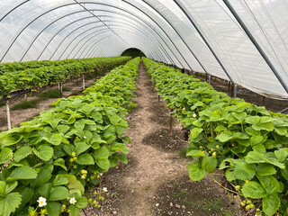 Beautiful, healthy strawberries in poly tunnel in united kingdom