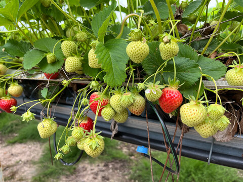 Beautiful, healthy strawberries in poly tunnel in united kingdom
