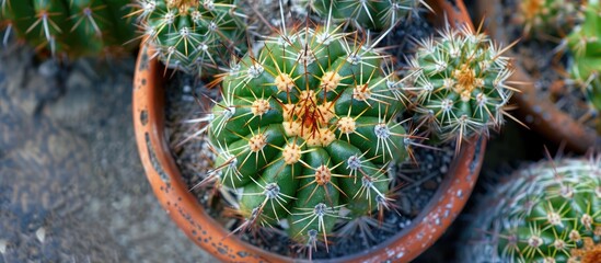 Cactus growing in a pot top view. Houseplants, cacti. Copy space image. Place for adding text and design