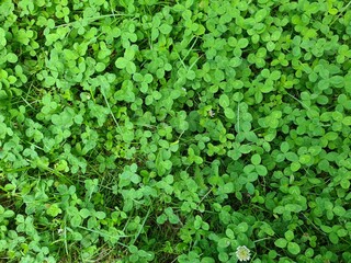 Kleewiese - Trifolium 3