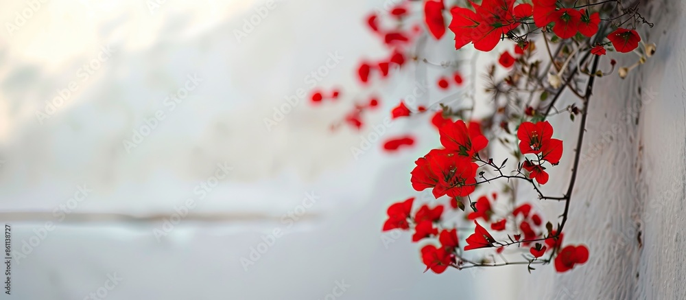 Poster red flowers on santorini island. copy space image. place for adding text and design