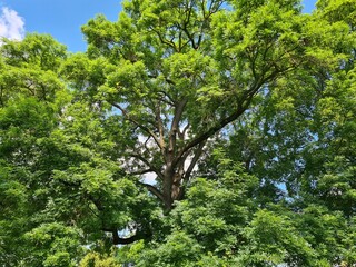 Eschenbaumkrone - Fraxinus excelsior 1