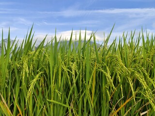Close up of rice field green paddy grain