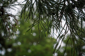 雨に濡れる杉の枝