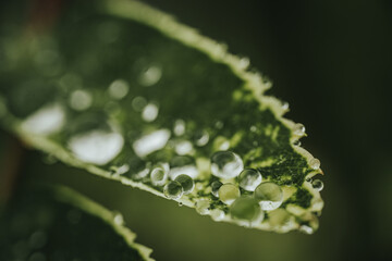Macro photograph of green leaves covered in water droplets, showcasing the intricate texture and freshness. The vibrant green background enhances the natural beauty.