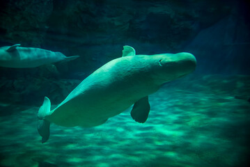 水中を泳ぐベルーガ（シロイルカ）