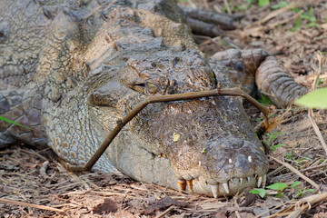 Close-up photo of a Mugger crocodile (Crocodylus palustris) resting on the river shore in Chitwan...