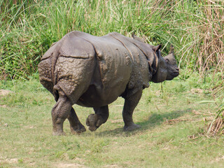 Obraz premium View of the Greater one-horned rhino (Rhinoceros unicornis) in Chitwan National Park, Nepal
